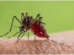 Oropouche Fever, a Threatening Mosquito-Borne Disease: Beware and Understanding the Symptoms