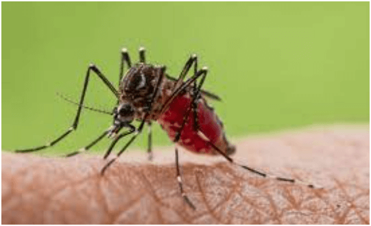 Oropouche Fever, a Threatening Mosquito-Borne Disease: Beware and Understanding the Symptoms