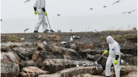 WHO Issues Warning on Human Cases of Bird Flu, Identifies Search for New Hosts