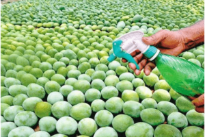 FSSAI Alerts on Calcium Carbide Use for Ripening Mangoes; Protect Your Health