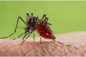 Oropouche Fever, a Threatening Mosquito-Borne Disease: Beware and Understanding the Symptoms
