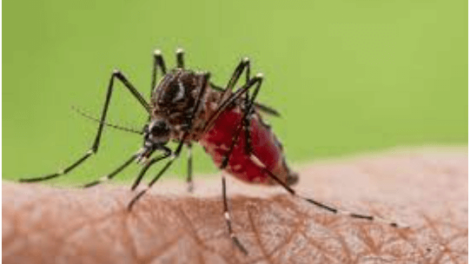 Oropouche Fever, a Threatening Mosquito-Borne Disease: Beware and Understanding the Symptoms