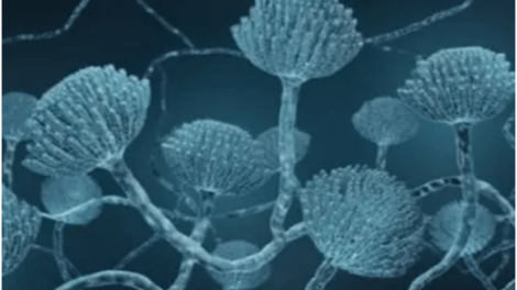 Drug-Resistant Fungi Adapt to Body Heat, Creating a 'Doomsday Scenario'